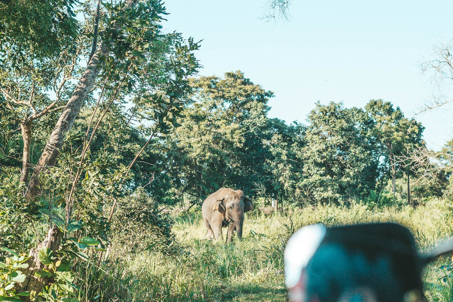 An elephant grazing in Kaudulla National Park