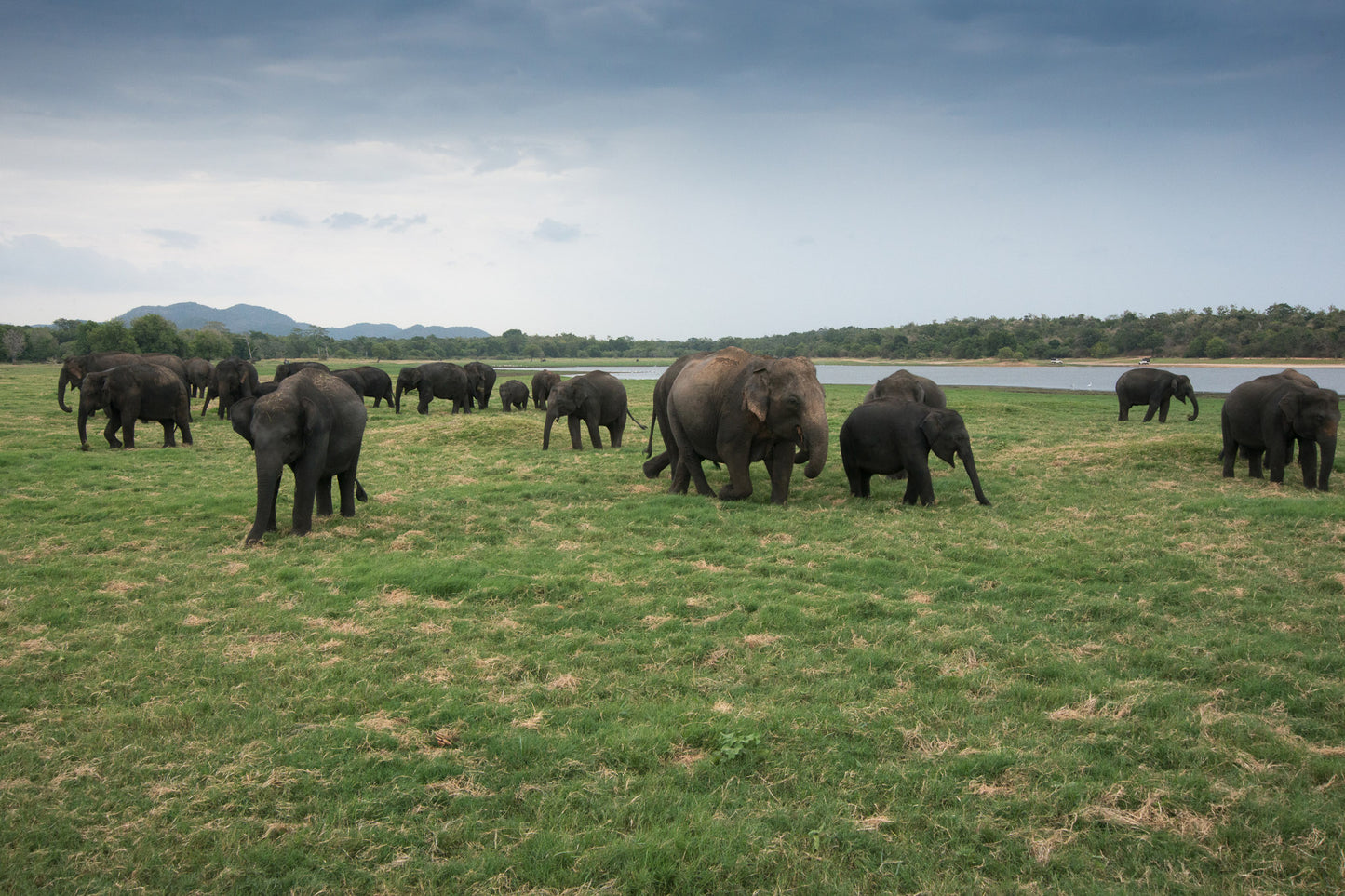 Elephant gathering in Minneriya National Park