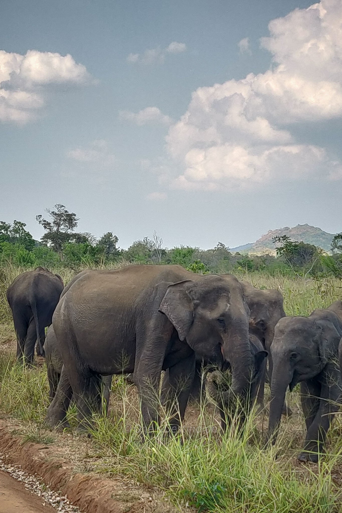 Hurulu Eco Park Private Safari