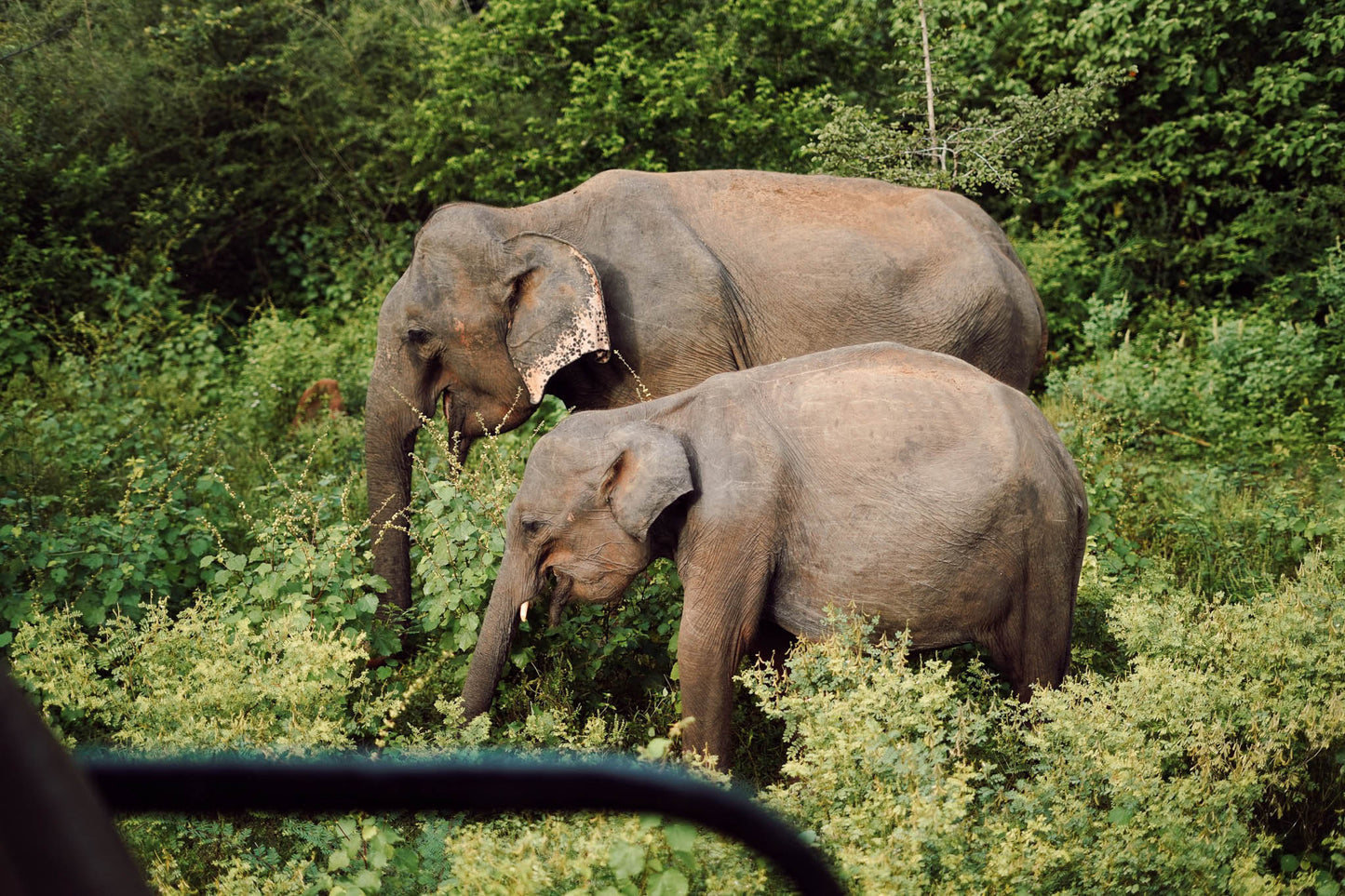 Wildlife photography of elephants in Minneriya National Park, Sri Lanka