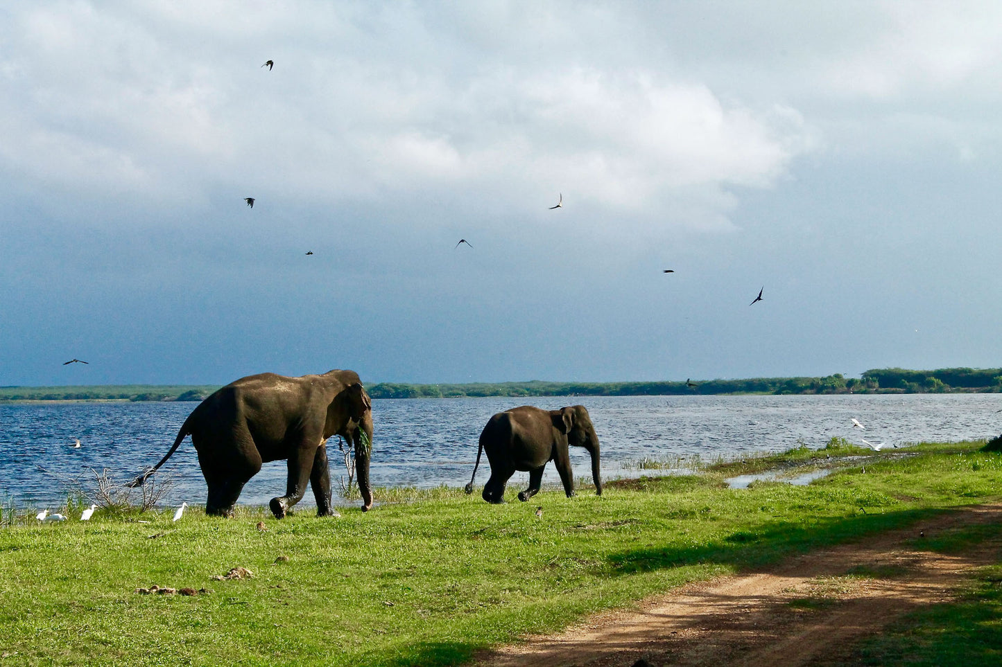 Elephants gathered near the water at Minneriya National Park, Sri Lanka