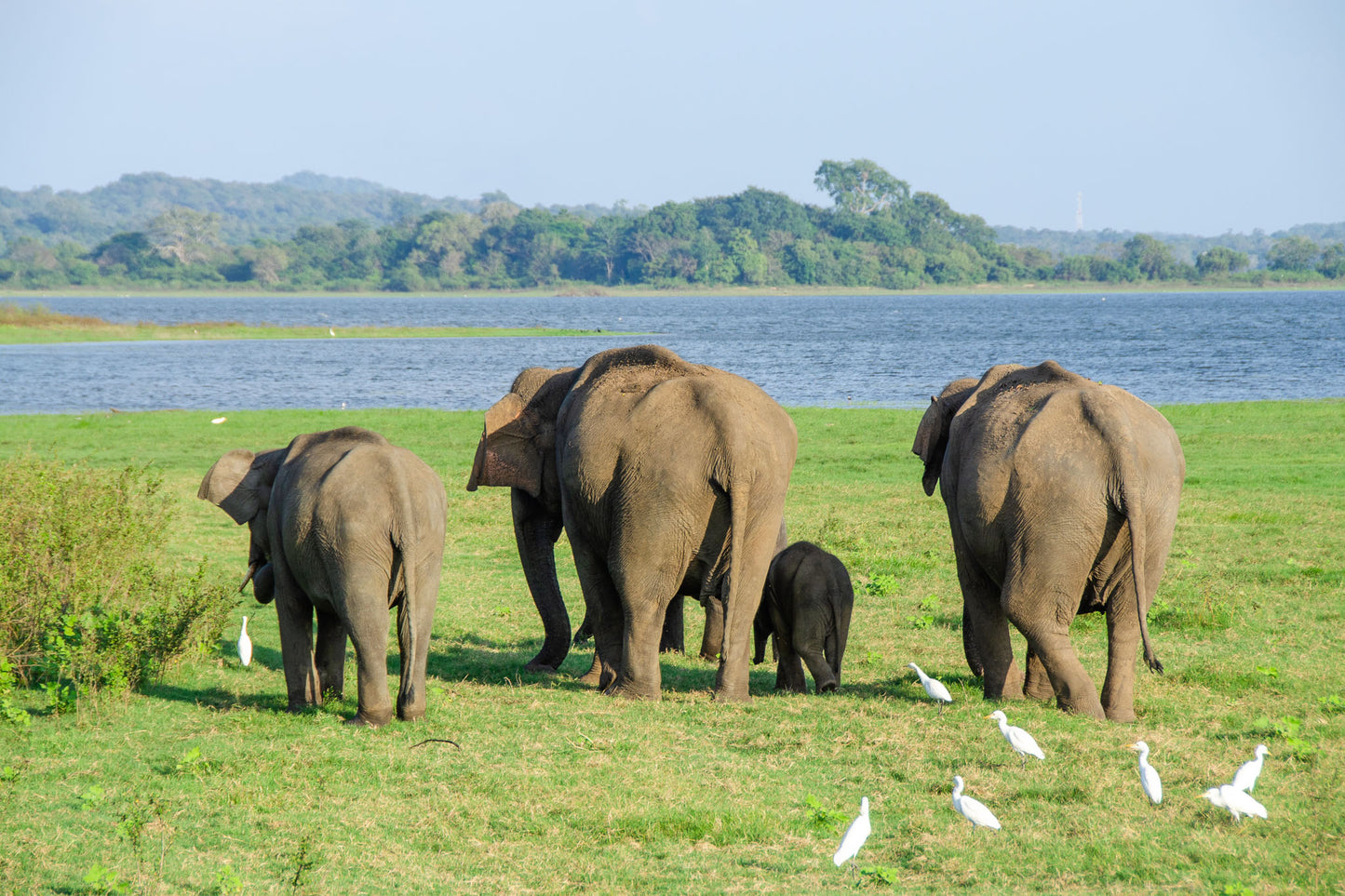 Scenic view of grasslands with elephants in Minneriya National Park, Sri Lanka