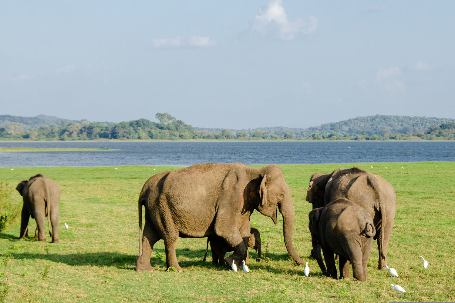 Family of Elephants gathered near the water at Minneriya National Park