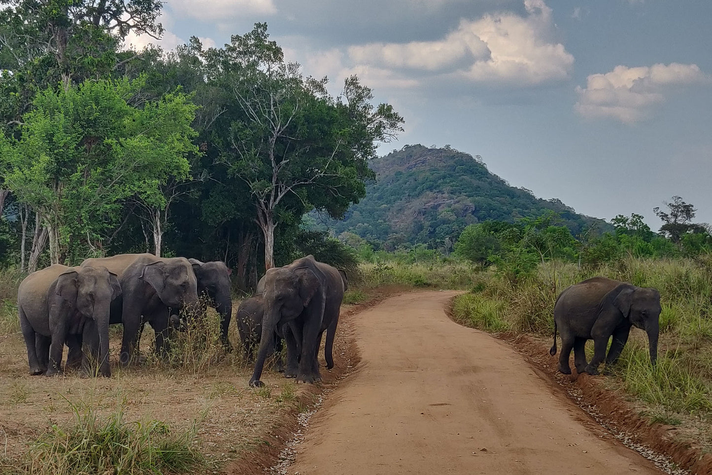 Hurulu Eco Park Private Safari