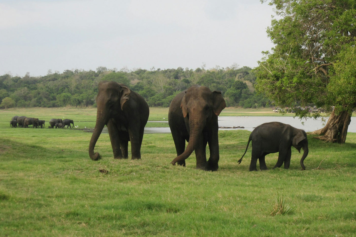 Elephants gathered near the water at Kaudulla National Park