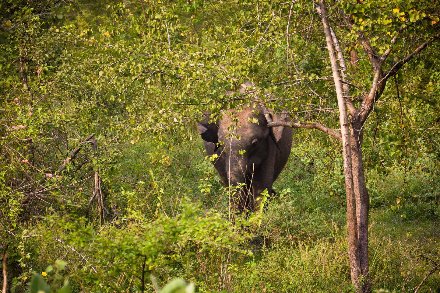 An elephant roaming freely in Kaudulla National Park, Sri Lanka