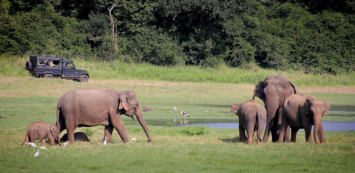 Safari experience with elephant sightings in Kaudulla National Park, Sri Lanka
