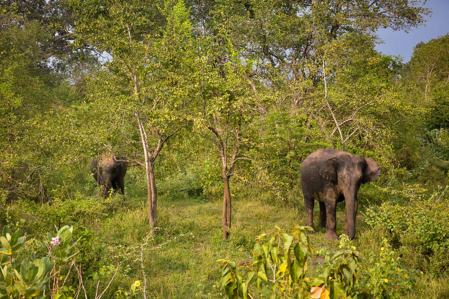 Elephants grazing in Kaudulla National Park, Sri Lanka