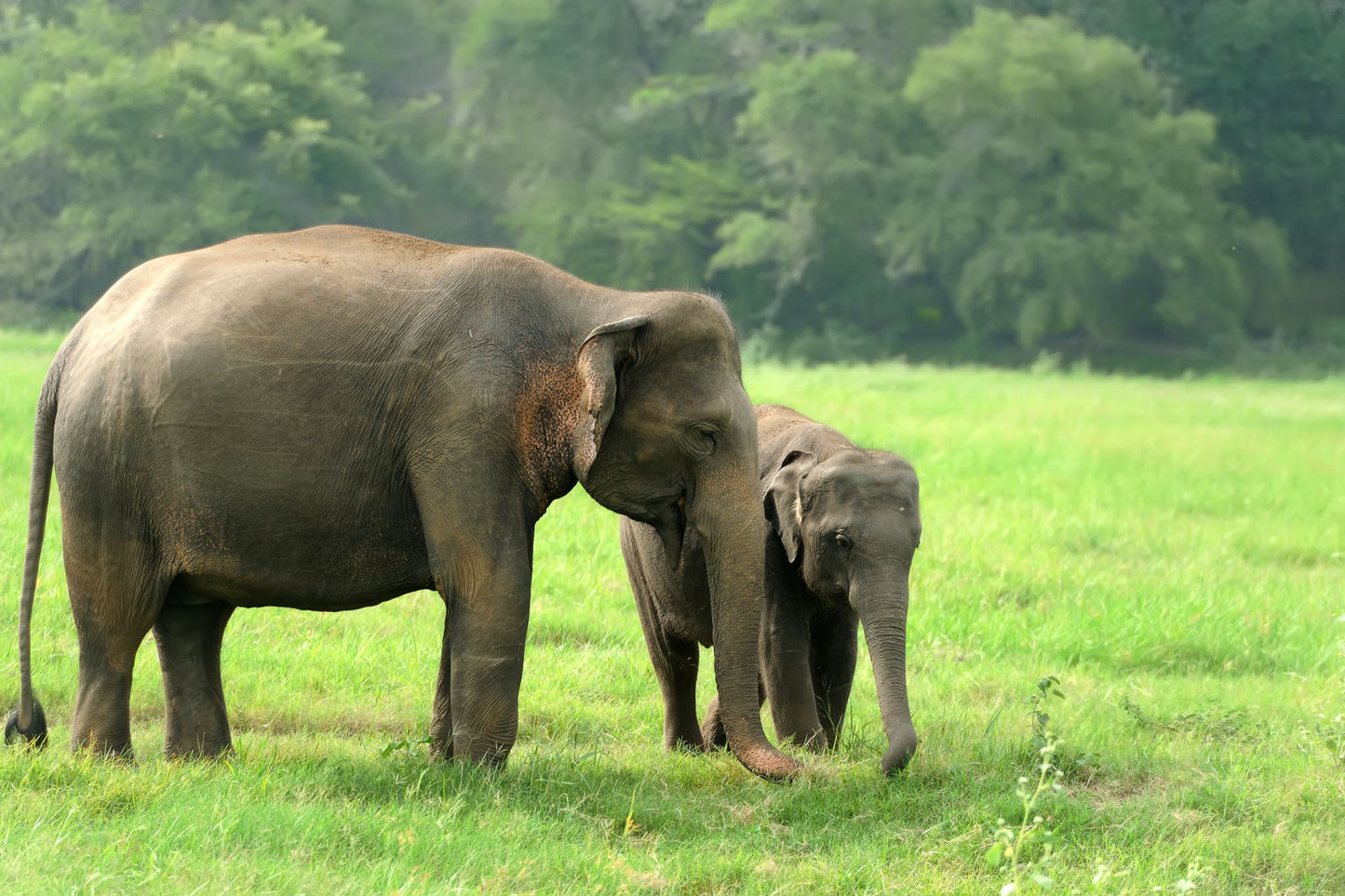 Wild elephant calf with mother in Kaudulla National Park, Sri Lanka