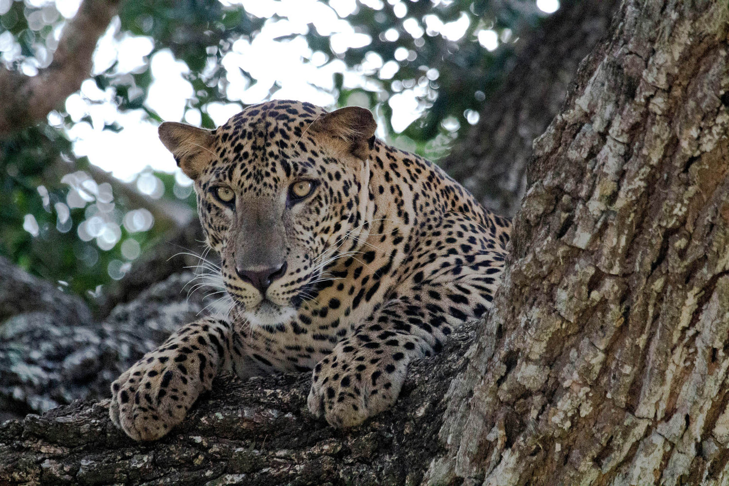 Leopard resting on a tree branch in Yala National Park, Sri Lanka