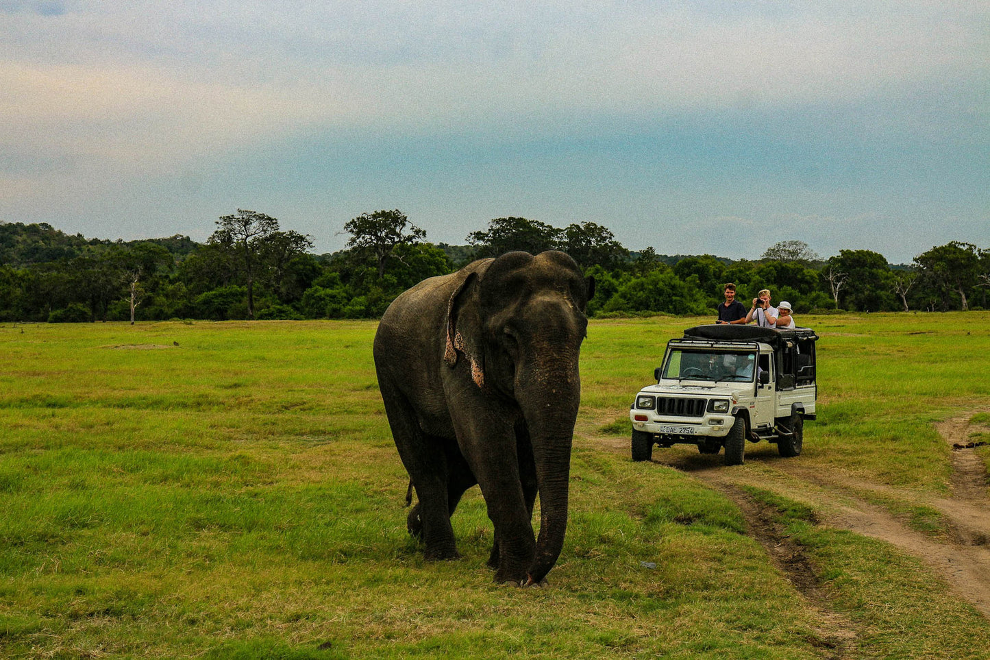 Safari experience with elephant sightings in Minneriya National Park