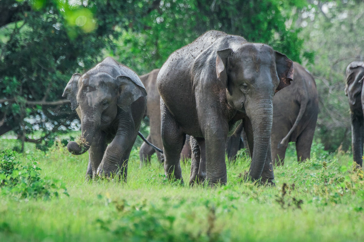 Family of elephants grazing in Minneriya National Park, Sri Lanka