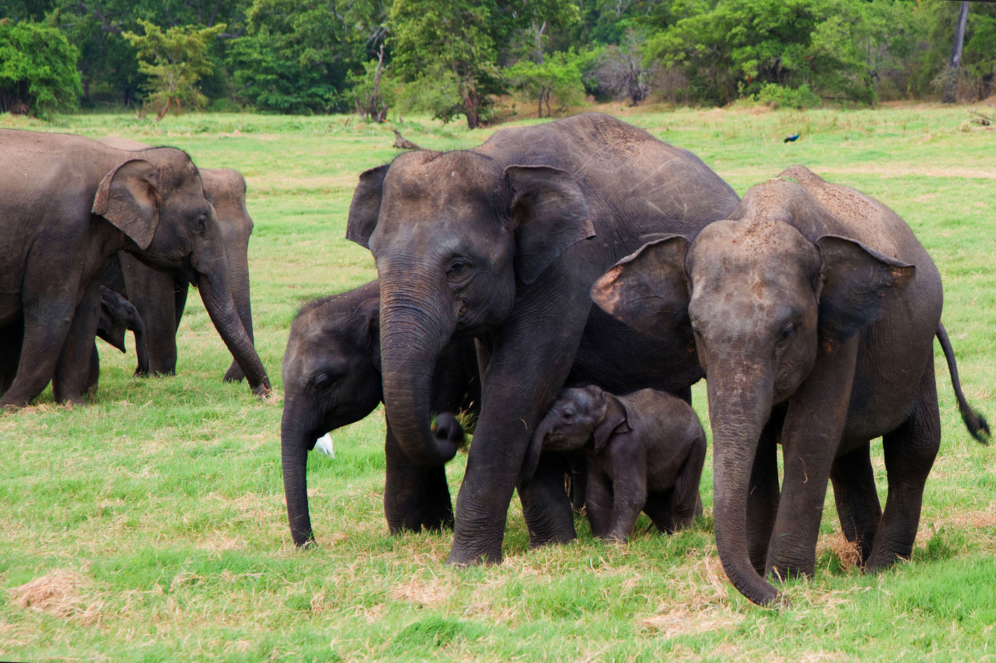Close-up of wild elephant herd in Minneriya National Park