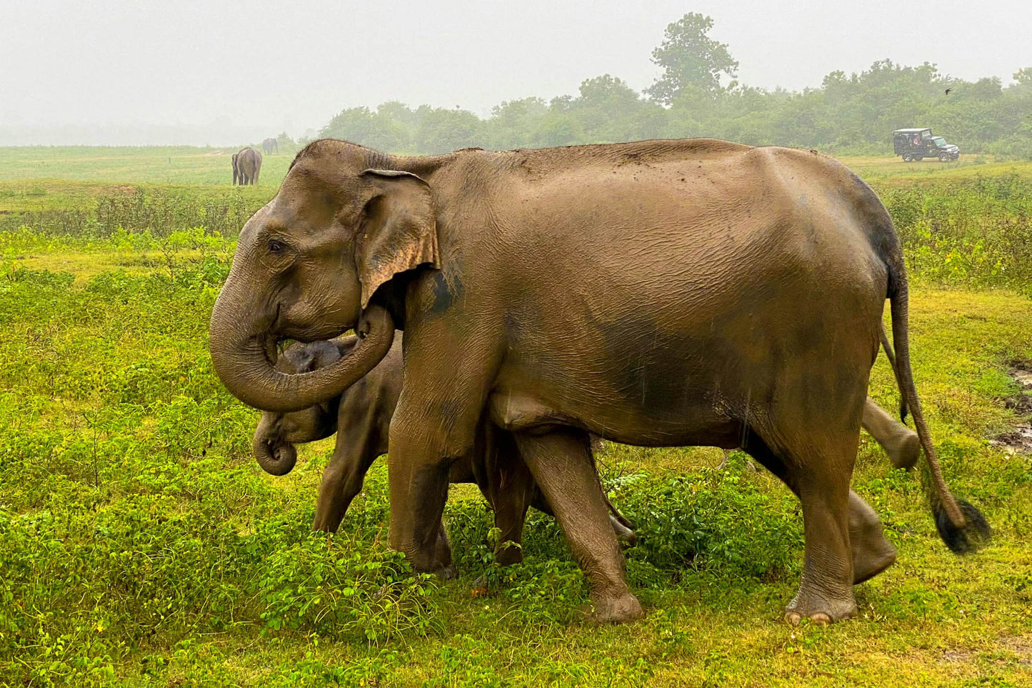 Elephants grazing in Udawalawe National Park, Sri Lanka