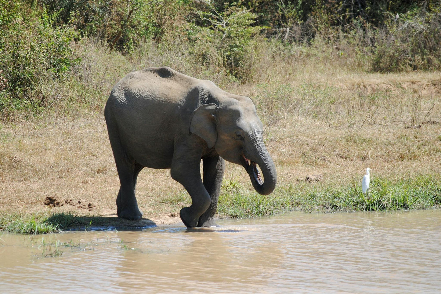 An Elephant enjoying a walk by Udawalawe Park Reservoir
