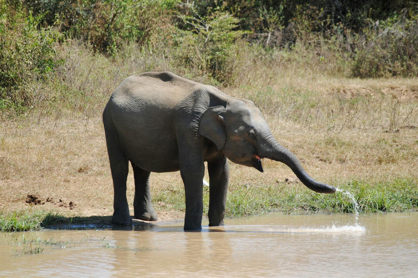 An elephant drinking water from a water stream in Udawalawe National Park