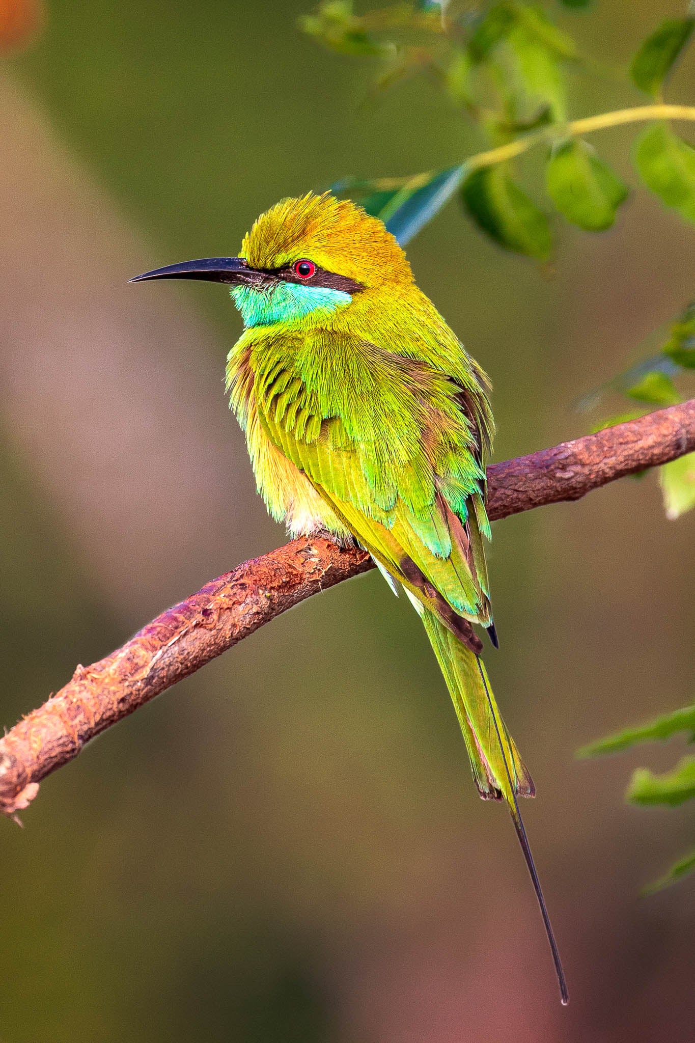 Close-up of an Asian Green Bee-eater in Udawalawe National Park, Sri Lanka