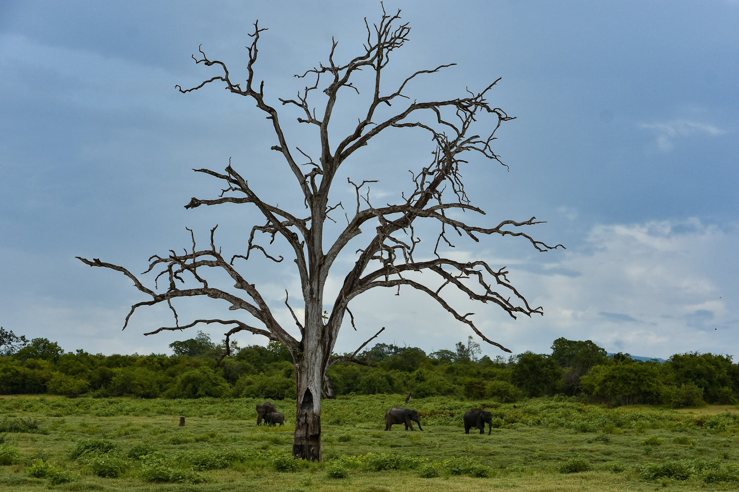 Scenic photograph of a family of elephants in Udawalawe National Park, Sri Lanka