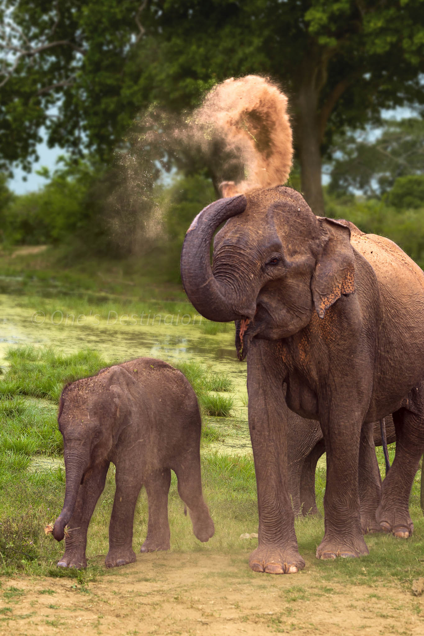 Family of elephants grazing in Udawalawe National Park, Sri Lanka