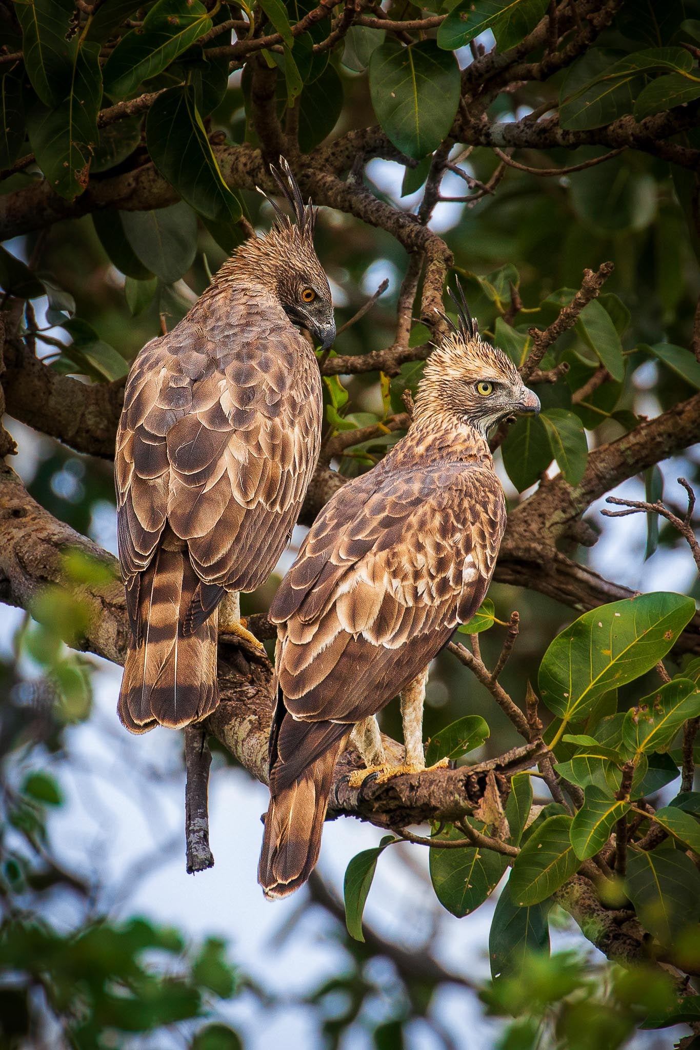Close-up of two Crested Serpent Eagles in Udawalawe National Park, Sri Lanka