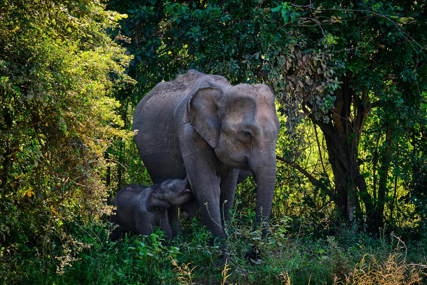 Baby Elephant Enjoying a walk through Udawalawe National Park
