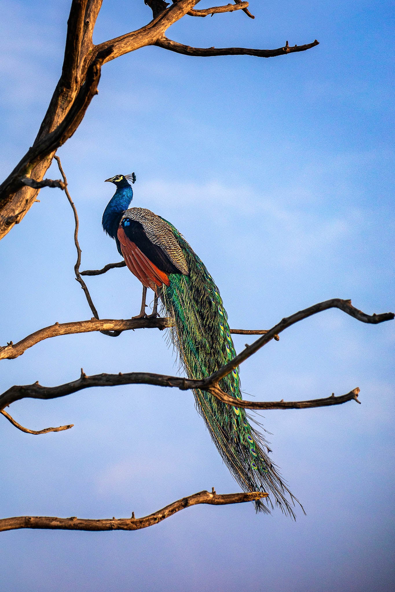 Close-up of a Peacock in Udawalawe National Park, Sri Lanka