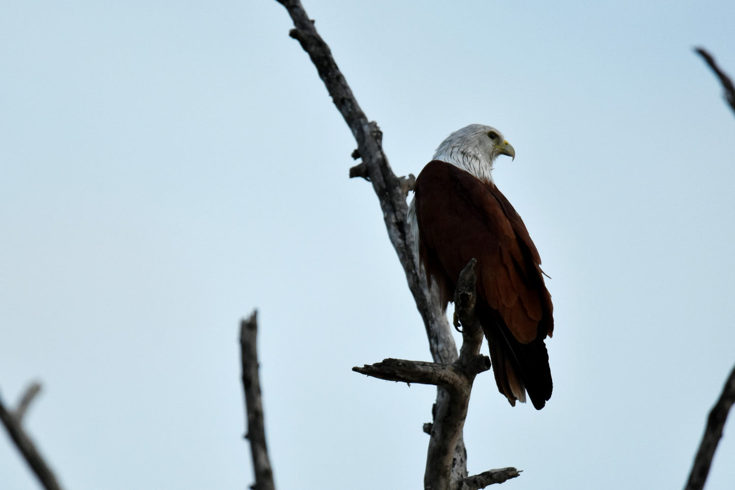 Close-up of a Bald Eagle in Yala National Park, Sri Lanka