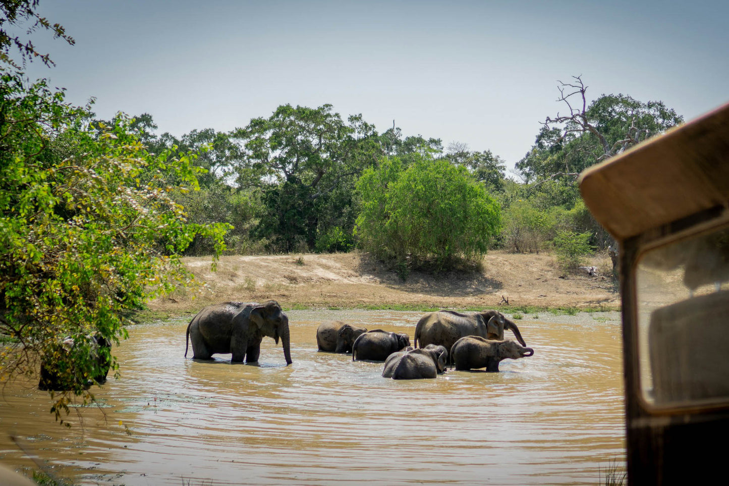 Elephants wading through water in Yala National Park, Sri Lanka