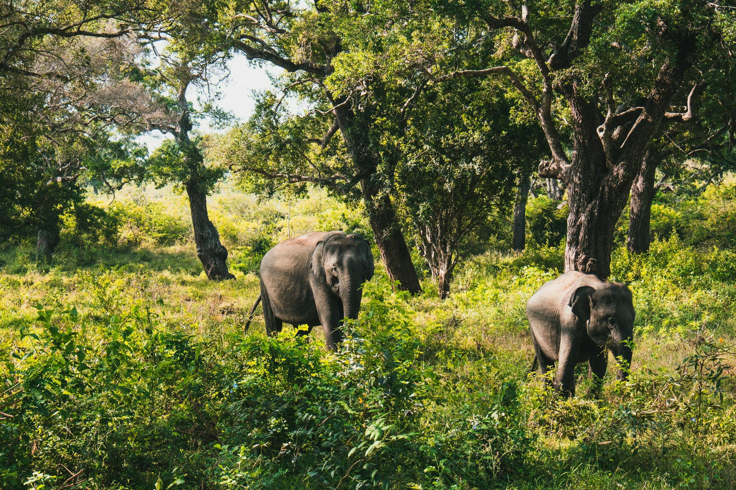 Elephants walking through a lush Yala National Park, Sri Lanka