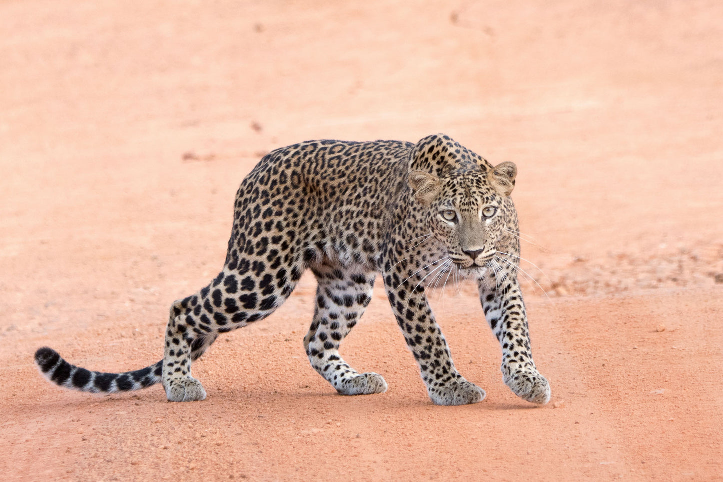 Leopard walking on a dirt path in Yala National Park, Sri Lanka
