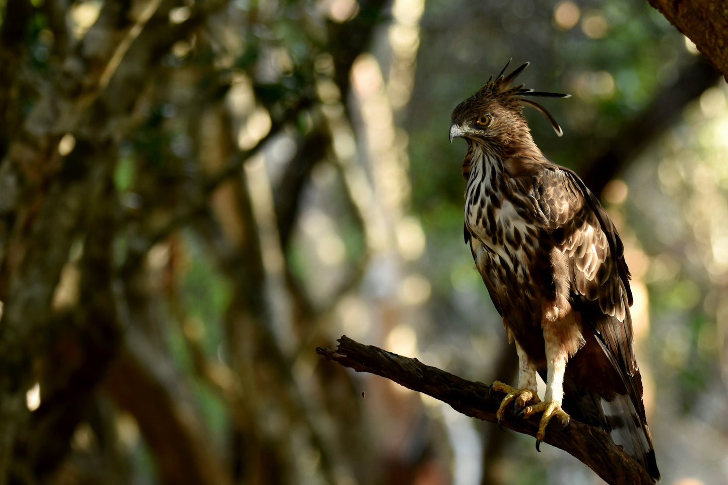 Close-up of a Crested Serpent Eagle in Yala National Park, Sri Lanka
