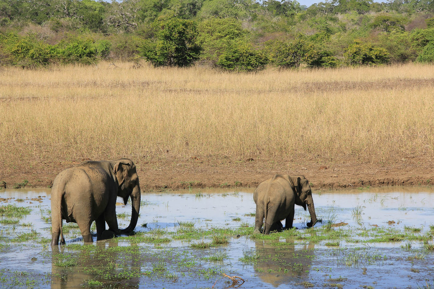 Elephants grazing in Yala National Park, Sri Lanka