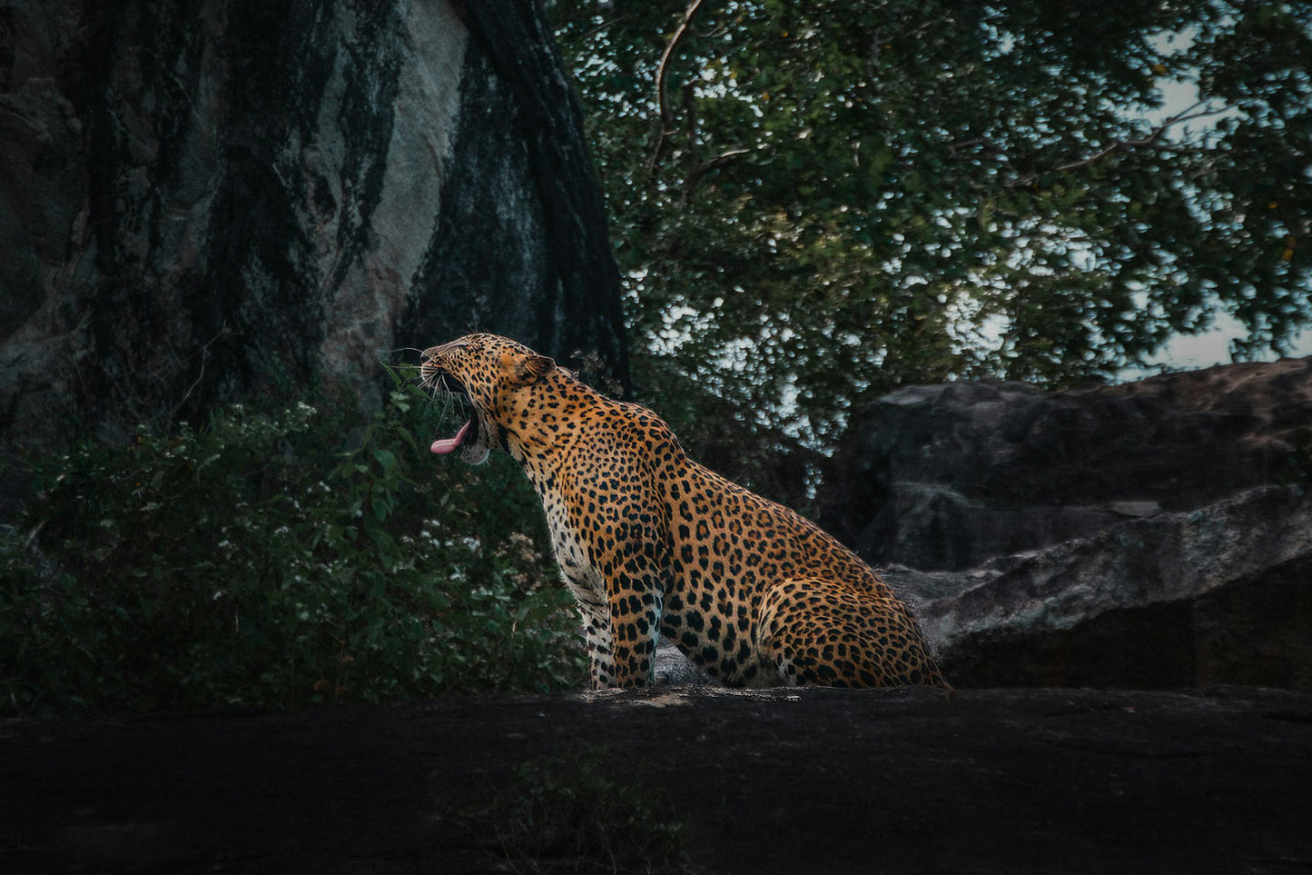 Leopard resting on a rock in Yala National Park, Sri Lanka