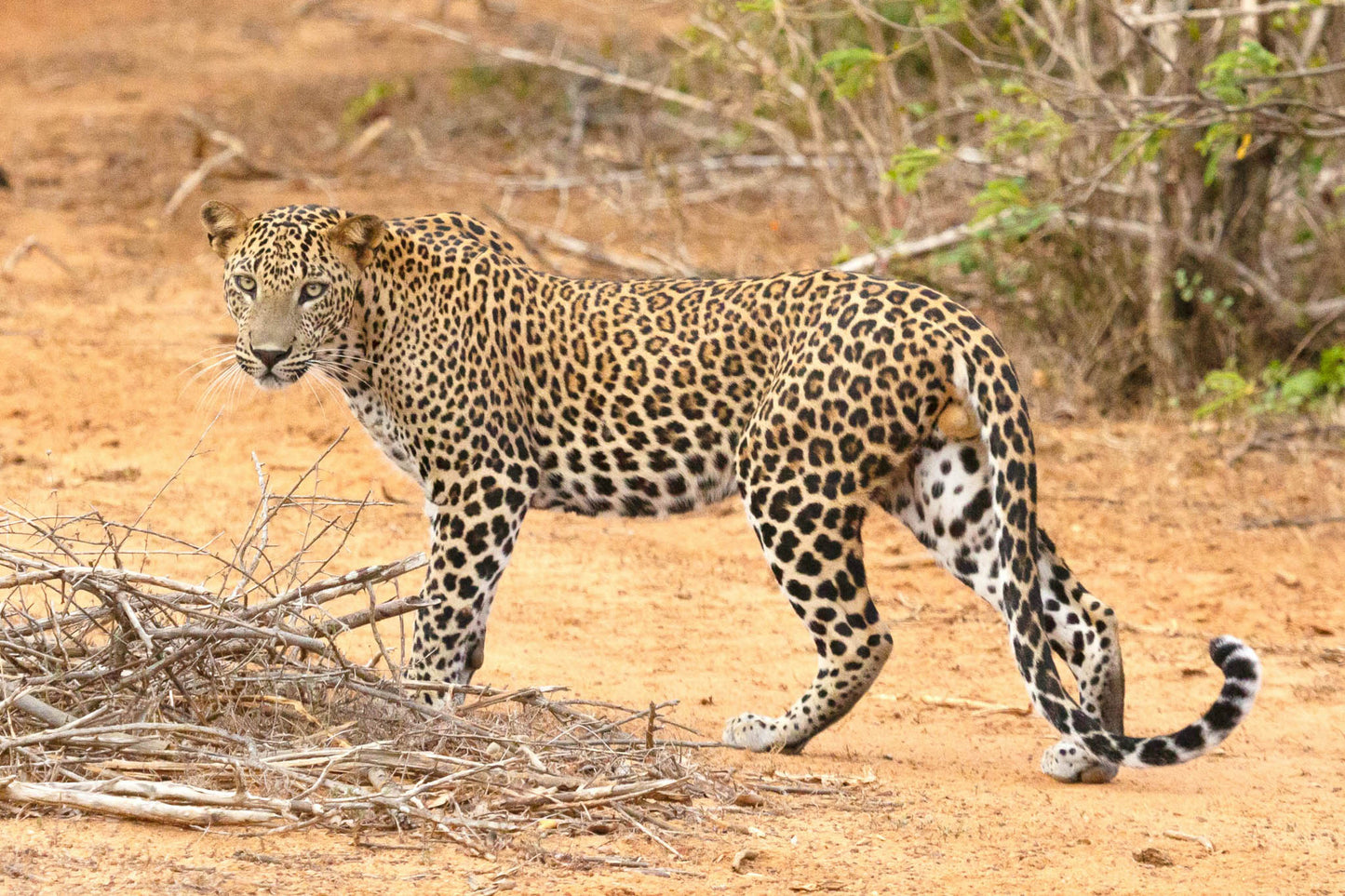 Leopard walking in Yala National Park, Sri Lanka