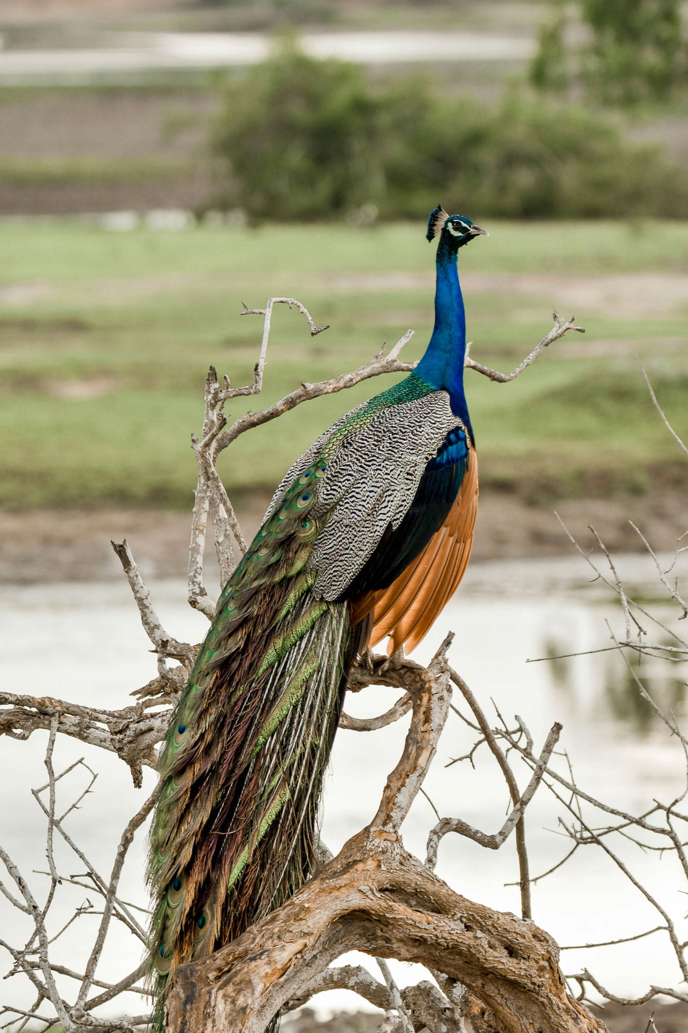 Close-up of a Peacock in Yala National Park, Sri Lanka