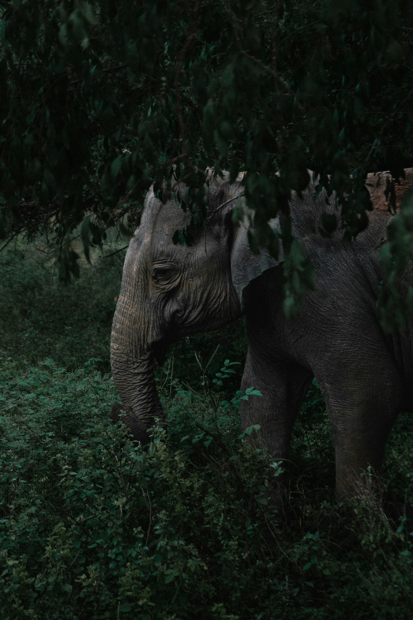 An Elephant in Yala National Park, Sri Lanka
