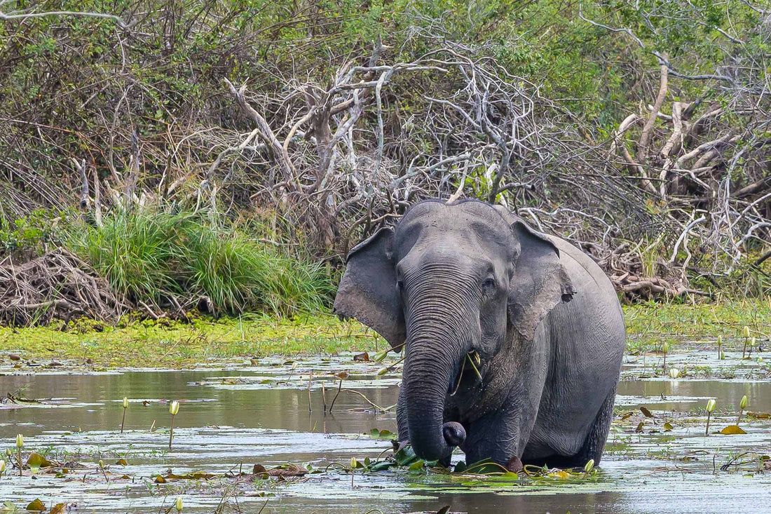 The Wild Side of Sri Lanka’s Parks