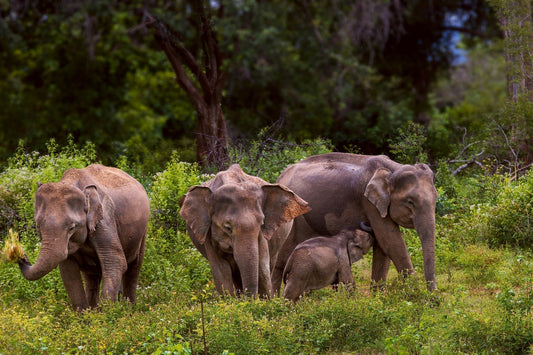 Udawalawe National Park Safari | Sri Lanka's Elephant Sanctuary