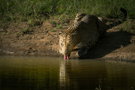 Wilpattu National Park Safari | Sri Lanka’s Oldest & Wildest Park