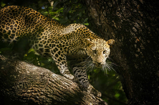 Yala National Park | The Big-Cat Safari Few Talks About (Yet)