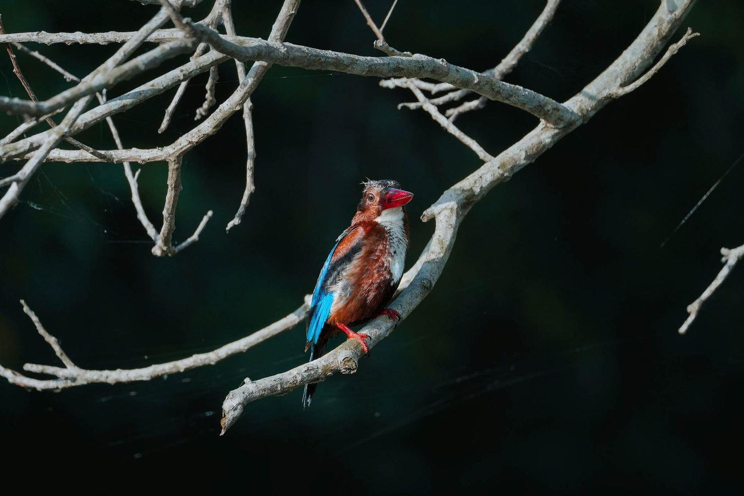 Birdwatching in Sri Lanka