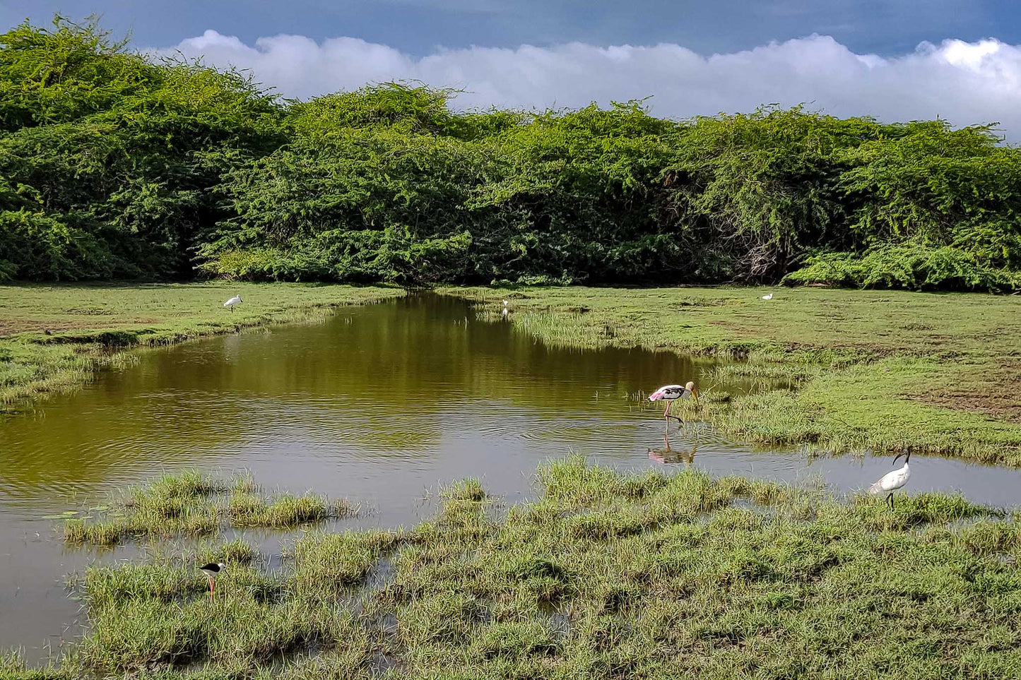 Bundala National Park Birdwatching Private Safari