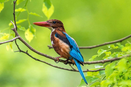 Birdwatching in Kitulgala