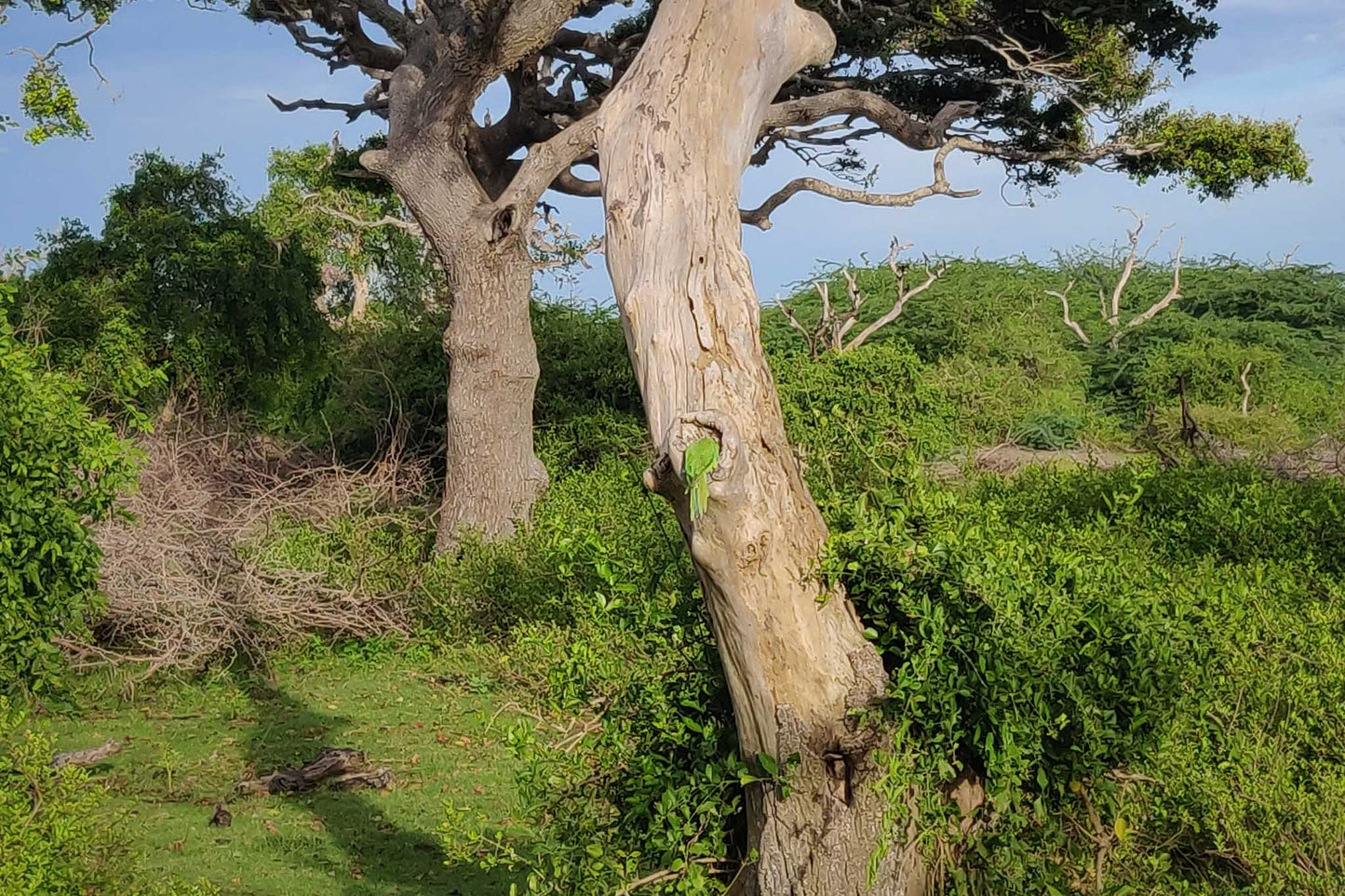 Bundala National Park Birdwatching Private Safari