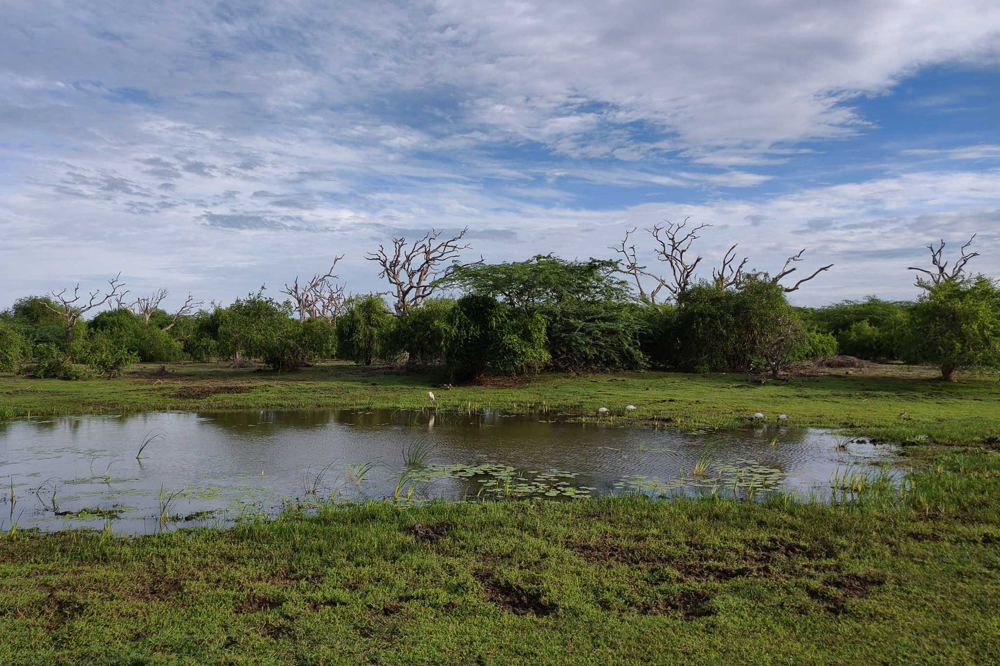 Bundala National Park Birdwatching Private Safari