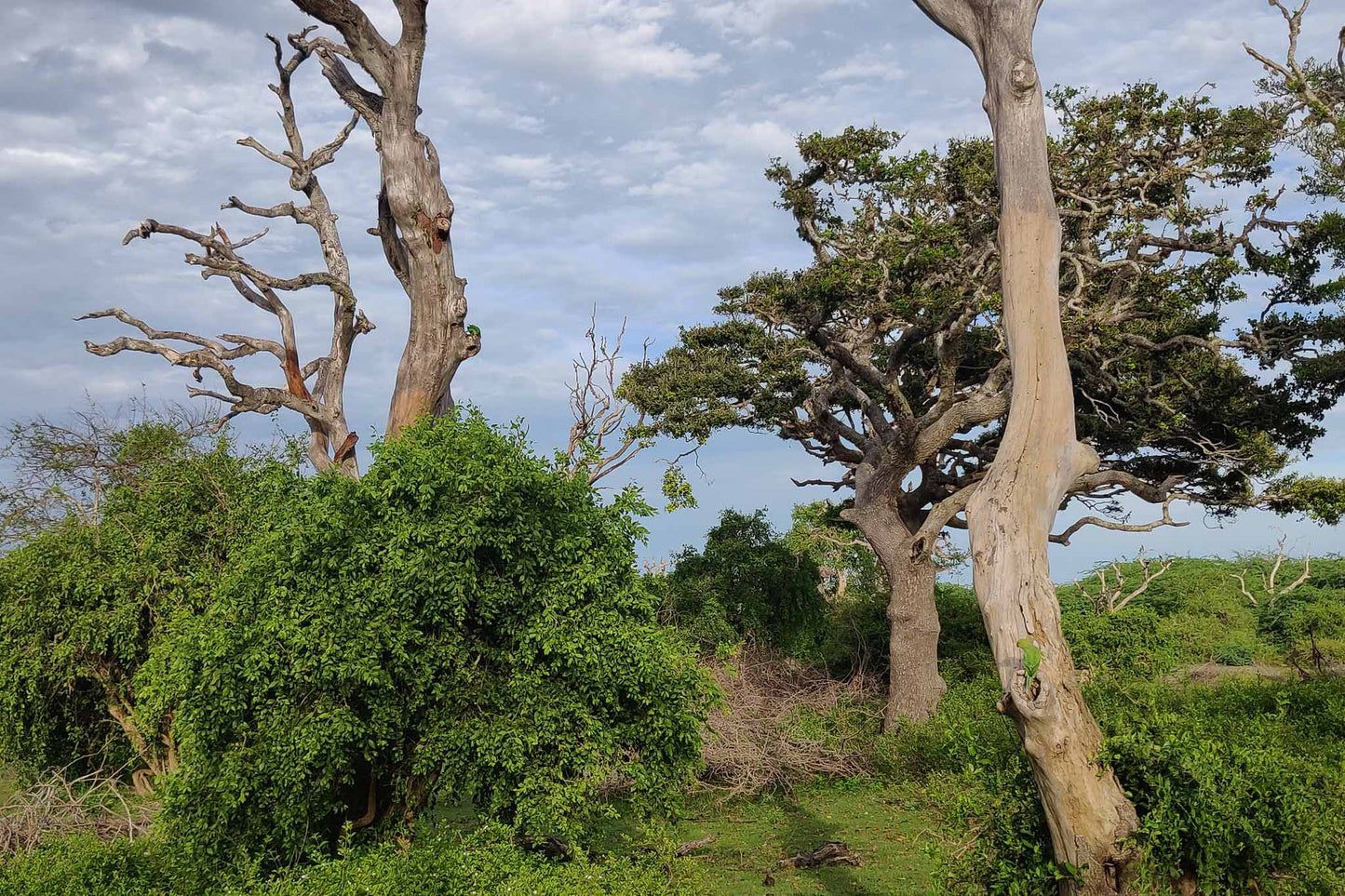 Bundala National Park Birdwatching Private Safari