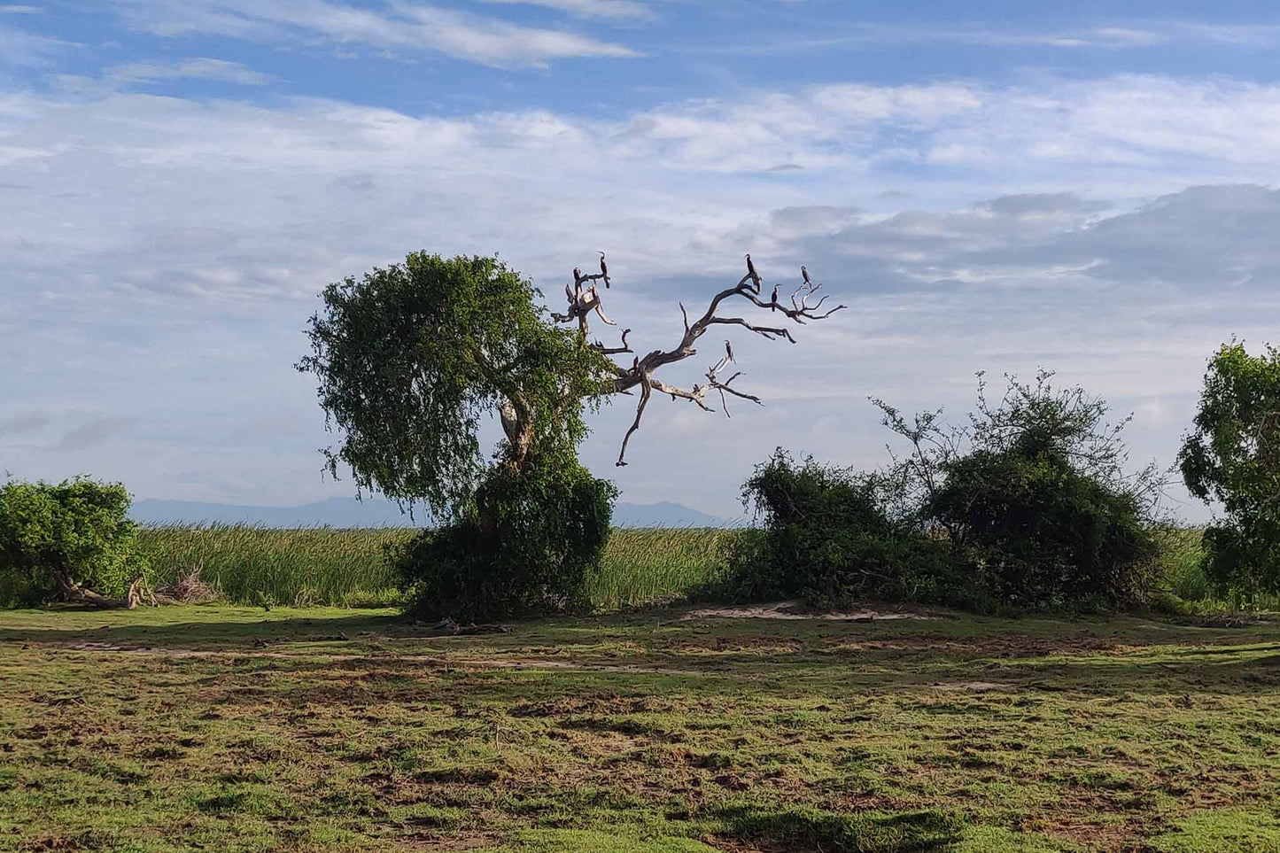 Bundala National Park Birdwatching Private Safari