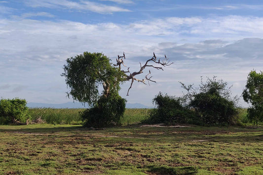 Bundala National Park Birdwatching Private Safari