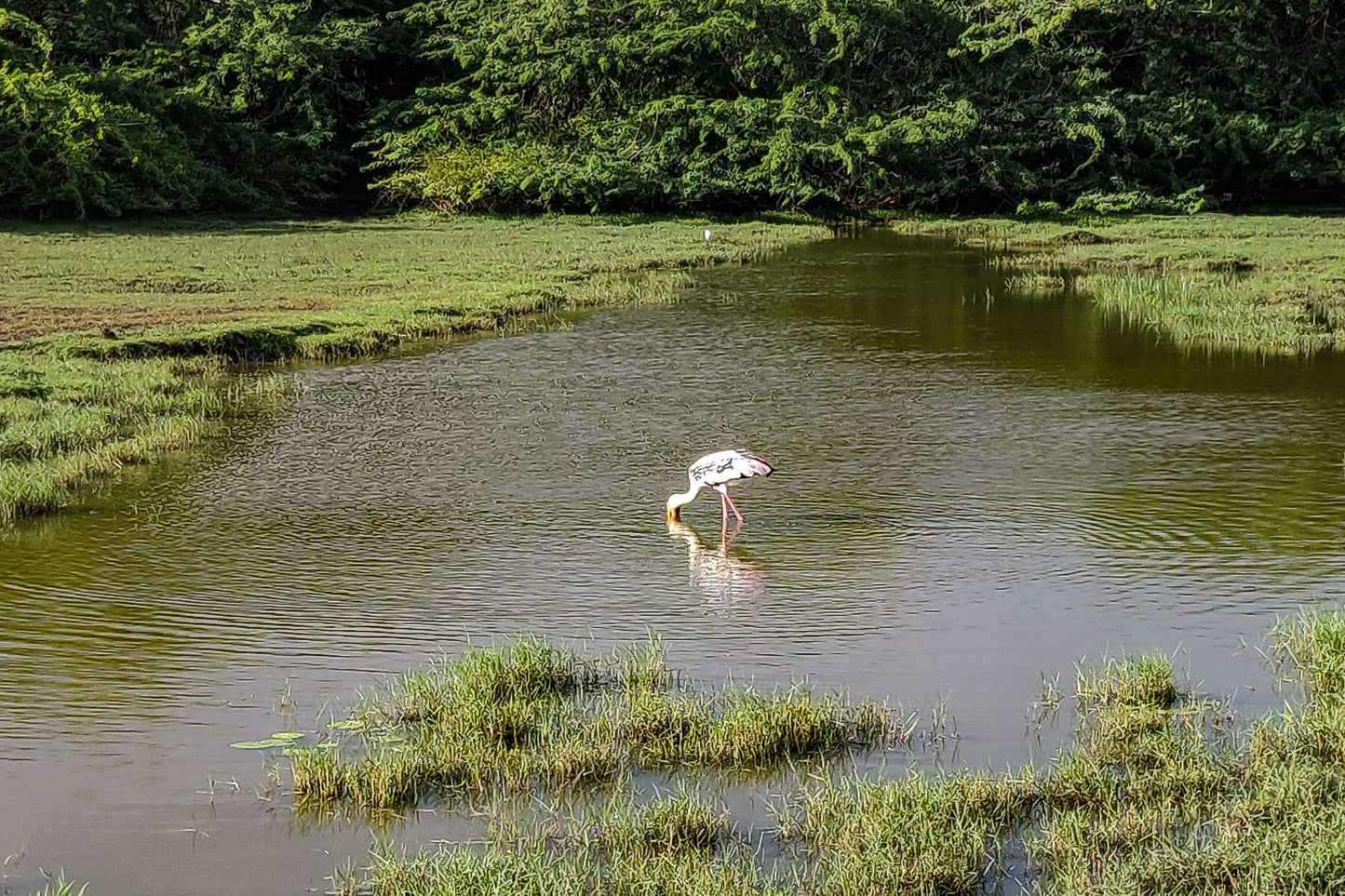 Bundala National Park Birdwatching Private Safari