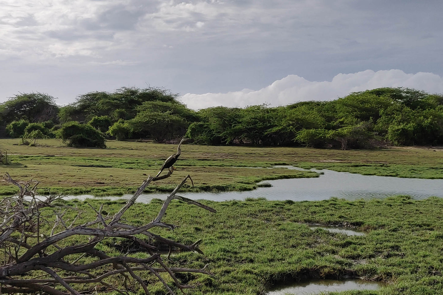 Bundala National Park Birdwatching Private Safari